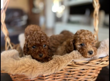 whatsapp image 2026-01-13 at 12.35.21.jpeg